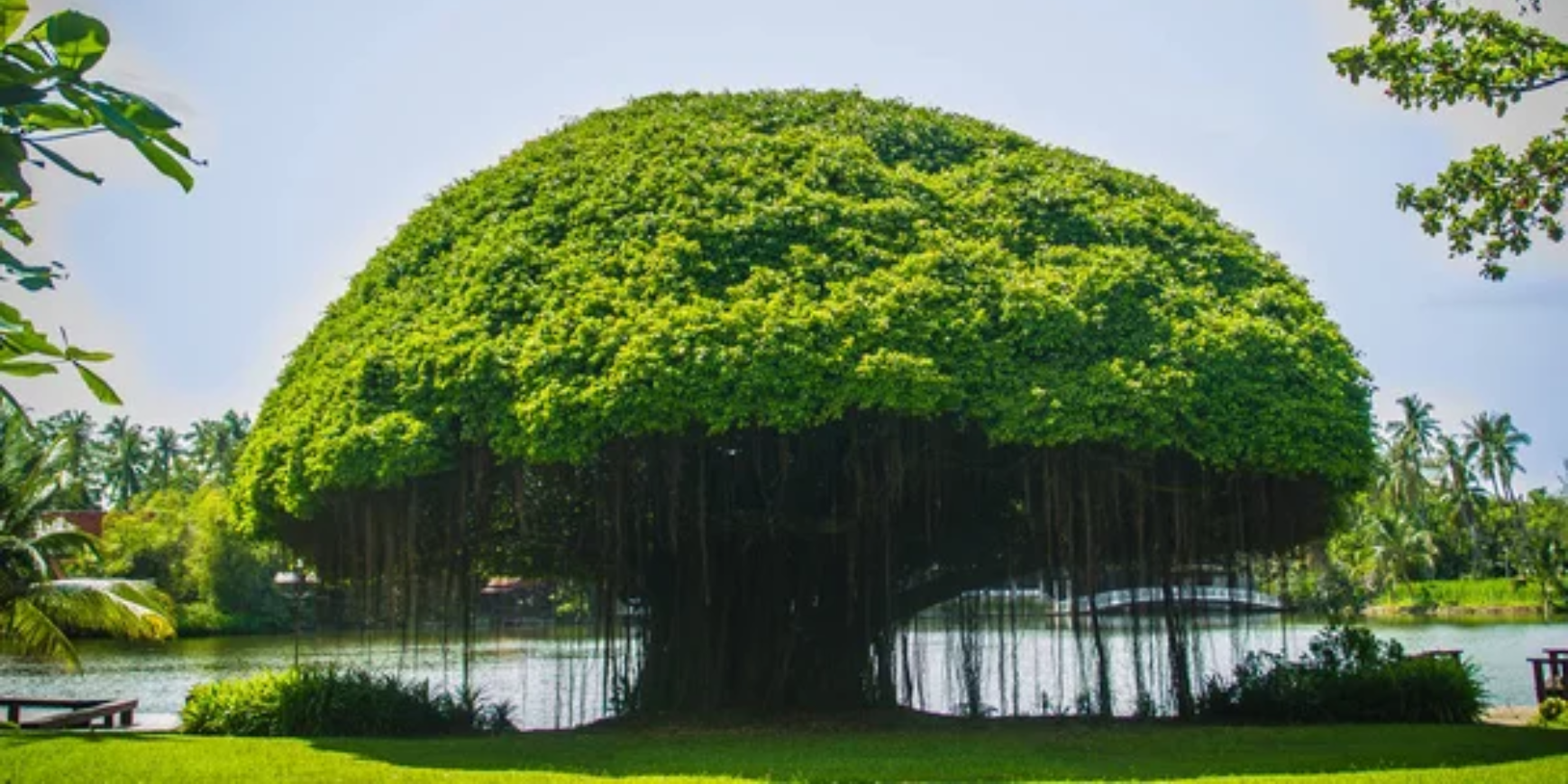 वट सावित्री – वडाच्या झाडाची पूजा केल्याशिवाय हे व्रत अपूर्ण आहे, तुम्हाला वटवृक्षाबद्दल किती माहिती आहे?