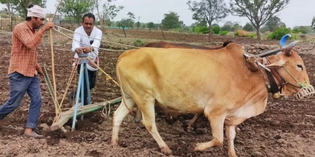 पेरणीची योग्य वेळ कोणती? दुबार पेरणीचं संकट टाळण्यासाठीचे उपाय कोणते?