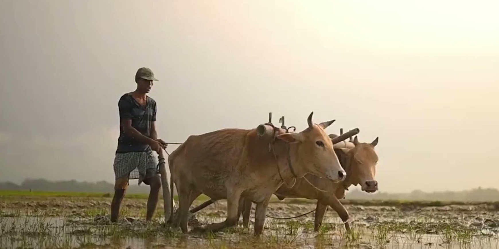 ‘नमो शेतकरी महासन्मान निधी योजना’