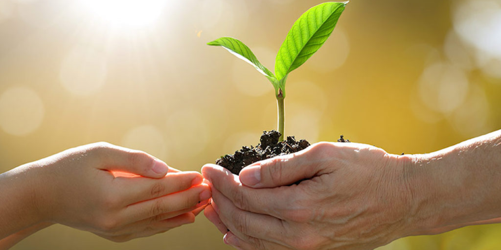 Preserving Our Planet: Imperative of Environmental Conservation